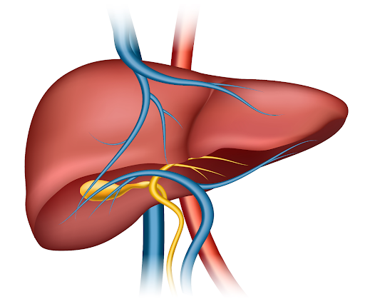 How Liver Transplant Surgery in Delhi Is Saving Lives of Those with Chronic Liver Disease?