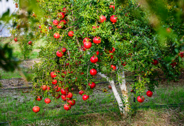 fruit trees
