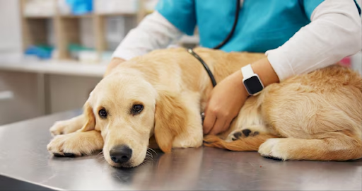BAER Test for Dogs: Detecting Canine Hearing Loss Early