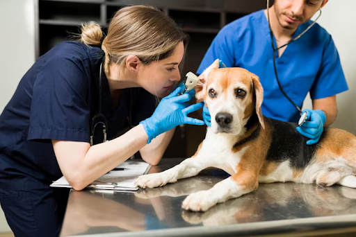 What Is BAER Testing in Dogs and How Does It Work?