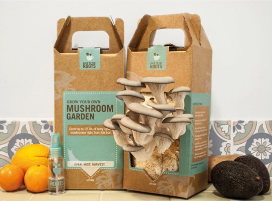 Custom mushroom boxes with fresh mushrooms growing from packaging