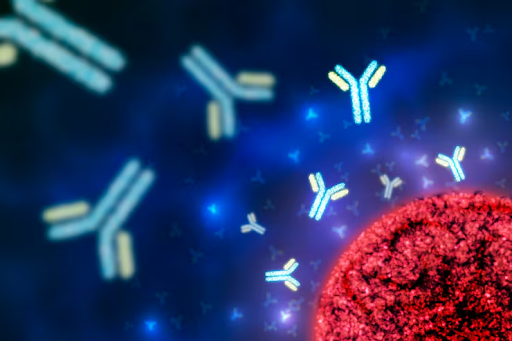 What Are Secondary Antibodies and How Do They Work?