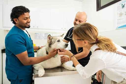 Veterinary Clinic